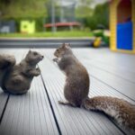 A real living squirrel with an ornamental squirrel on garden decking